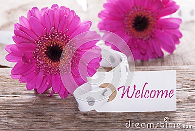 Pink Spring Gerbera, Label, Text Welcome Stock Photo