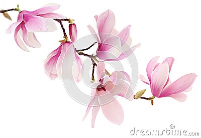 Pink spring magnolia flowers branch Stock Photo