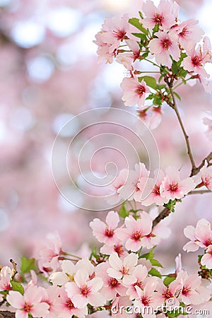 Pink springtime sakura blossoms Stock Photo