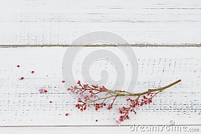 Pink star fruit flowers with branch Stock Photo