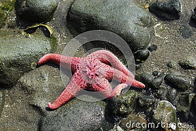 Pink Starfish on the Beach Stock Photo