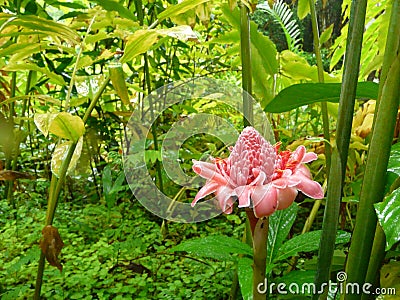 Pink stem ginger in Barbados Stock Photo