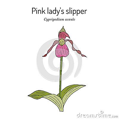 Pink or stemless ladys-slipper Cypripedium acaule , state wild flower of New Hampshire Vector Illustration