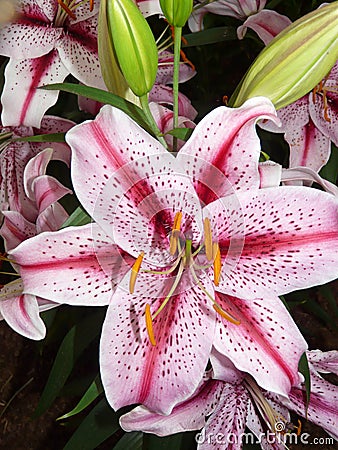 Pink striped lilies Stock Photo