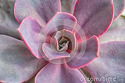 Pink succulent plant close up. Macro. Beautiful floral background Stock Photo
