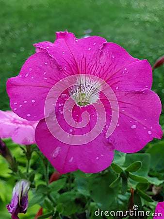 Pink Summer Blooms Stock Photo
