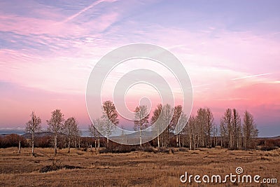 Pink Sunset Aspen Trees Stock Photo