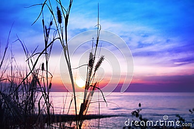 Pink sunset, blue sky, purple sea, grass silhouette closeup on blurred watercolor sunrise background, quiet ocean beach landscape Stock Photo