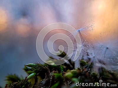 Pink sunset, fluff with a Dewdrop on the background of a pink sunset Stock Photo