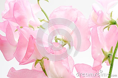 Pink sweet pea Stock Photo