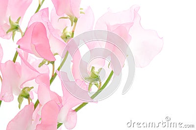 Pink sweet pea Stock Photo