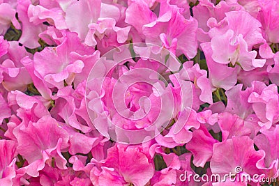 Pink sweet pea flowers Stock Photo