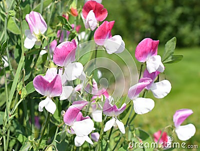 Pink sweet pea Lathyrus odoratus flowers Stock Photo