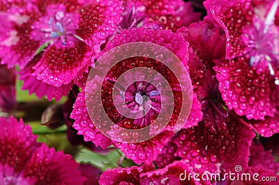 Pink Sweet William Flowers with Water Drops Stock Photo