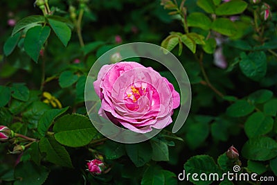 Pink tea rose Stock Photo