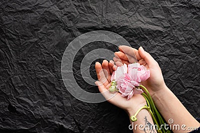 Pink tender peony in the hands of a girl. Black rumpled background. Beautiful layout of flowers Stock Photo