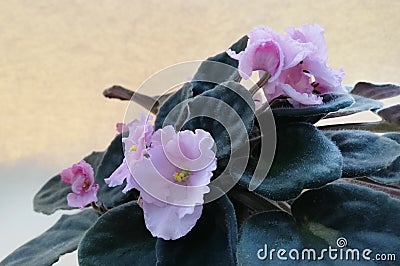 Pink terry violets on a golden gray background Stock Photo