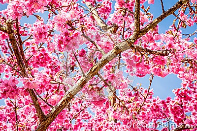 Pink Thailand sakura on the branches. Stock Photo