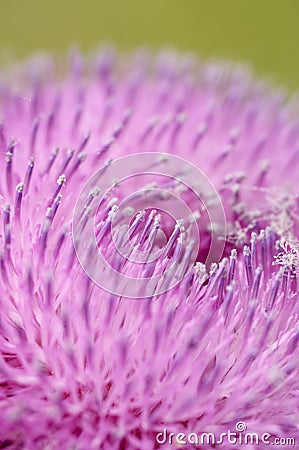 Pink thistle closeup Stock Photo