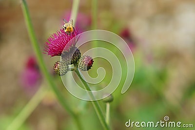 Pink thistle flower in bloom with bee Stock Photo