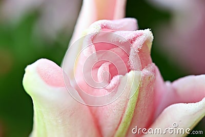 Pink Tiger Lily Bud Stock Photo