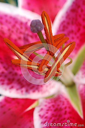 Pink tiger lily pistils Stock Photo