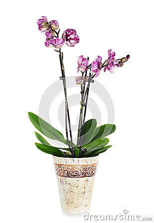 Pink tiger orchid flower in pot Stock Photo