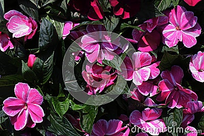 Pink to white flowers of Impatiens genus Stock Photo