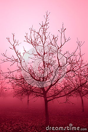 Pink Tone Bare Walnut Trees Stock Photo