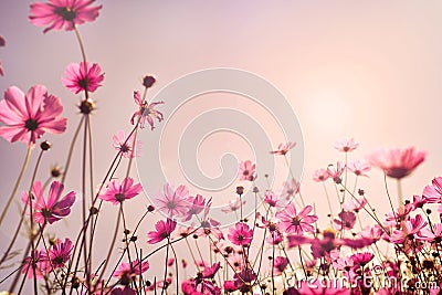 Pink tone of cosmos flower field Stock Photo