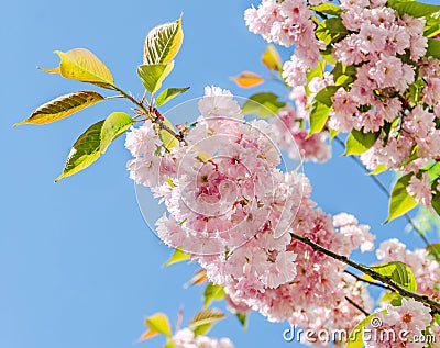 Pink tree flowers of Prunus serrulata Kanzan, branch flowers, japanese cherry, floral background, close up Stock Photo