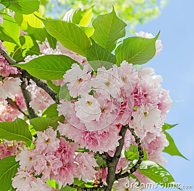 Pink tree flowers of Prunus serrulata Kanzan, branch flowers, japanese cherry, floral background, close up Stock Photo