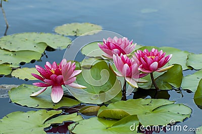 Pink tropical waterlily Stock Photo