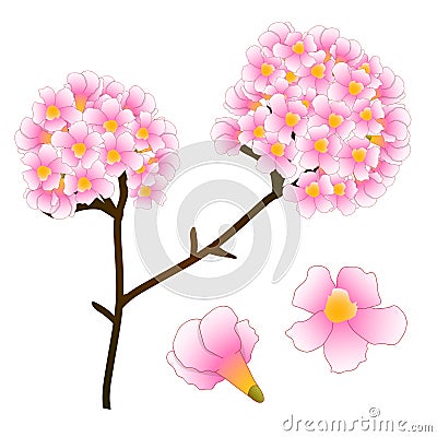 Pink Trumpet Flower Tree. isolated on White Background. Vector Illustration Vector Illustration