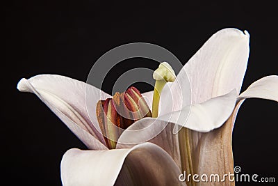 Pink trumpet lily macro Stock Photo