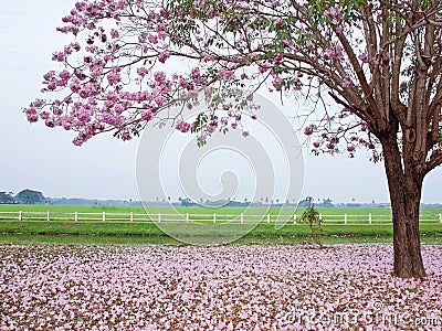 Pink trumpet tree Stock Photo