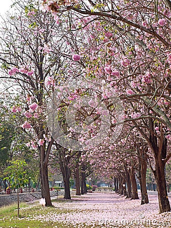 Pink trumpet tree Stock Photo