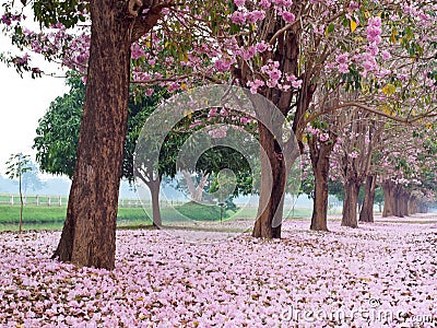 Pink trumpet tree Stock Photo