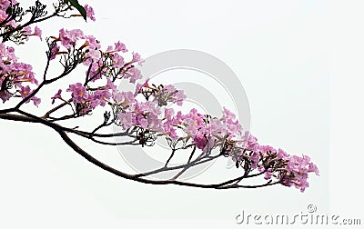 Pink Trumpet-tree Stock Photo