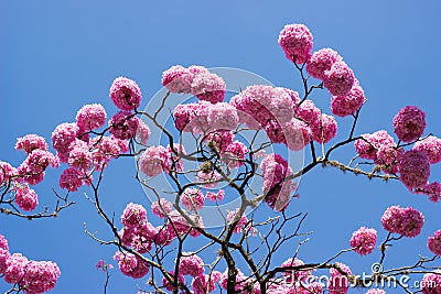 Pink trumpet tree and flower Stock Photo