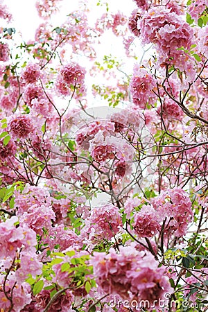Pink trumpet tree flower blossom. Stock Photo