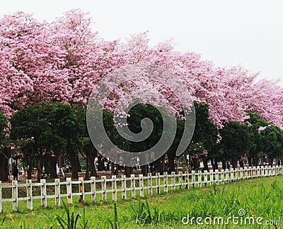 Pink trumpet tree flower blossom. Stock Photo