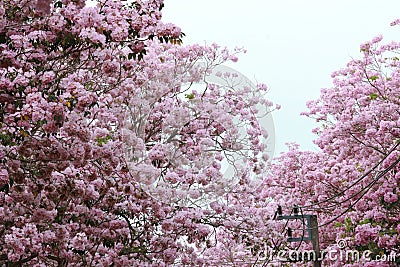 Pink trumpet tree flower blossom. Stock Photo