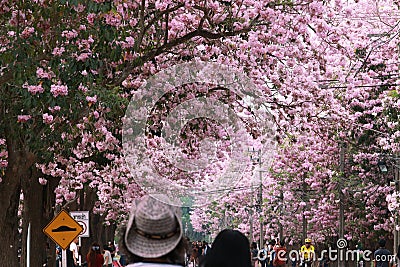 Pink trumpet tree flower blossom. Editorial Stock Photo