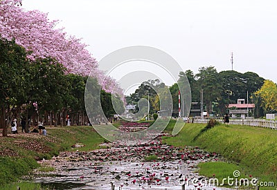 Pink trumpet tree flower blossom. Editorial Stock Photo