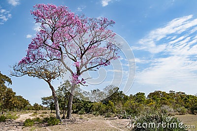 Pink trumpet tree in the Pantanal in Brazil Stock Photo