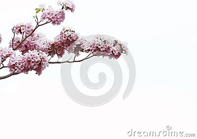 Pink trumpet tree Stock Photo