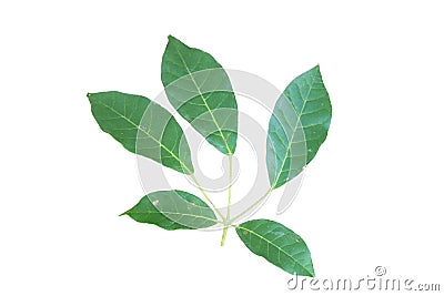 Pink trumpet tree or Tabebuia rosea leaf isolated on white background Stock Photo