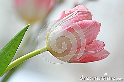 Pink tulip Stock Photo