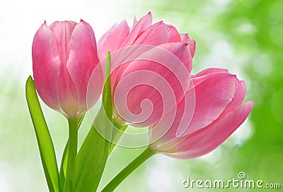 Pink tulip Stock Photo